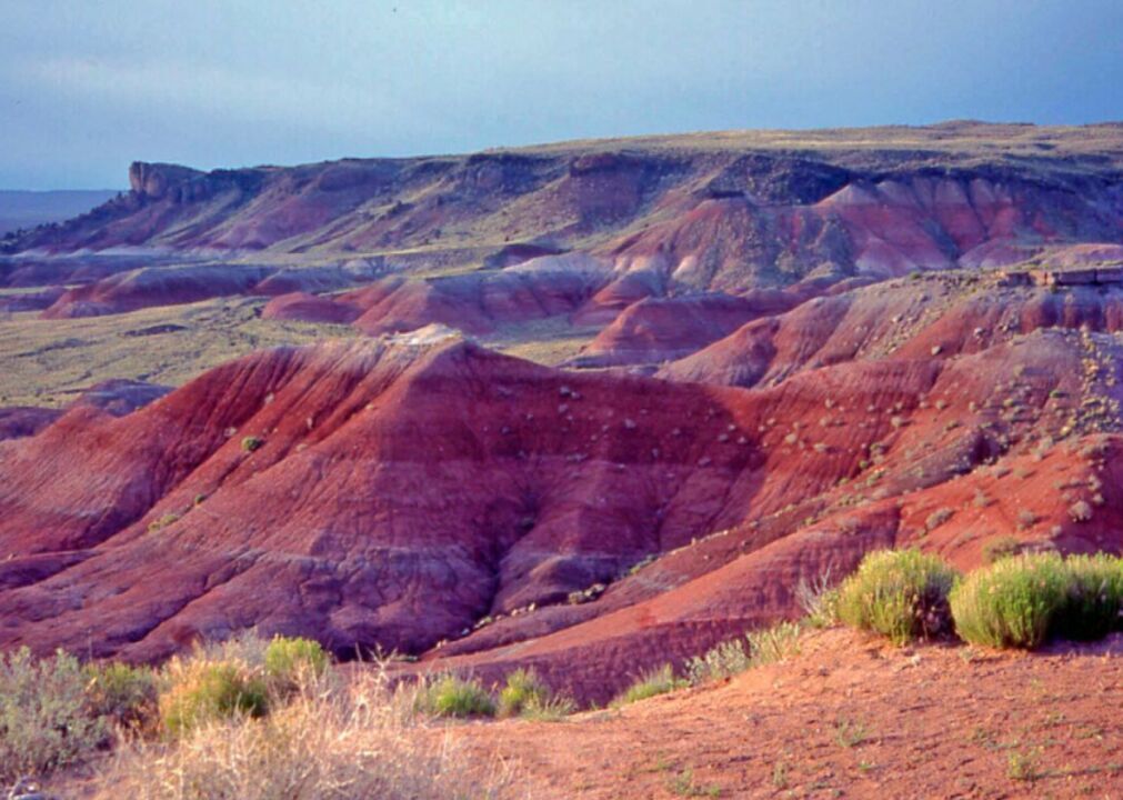 #37. Arizona